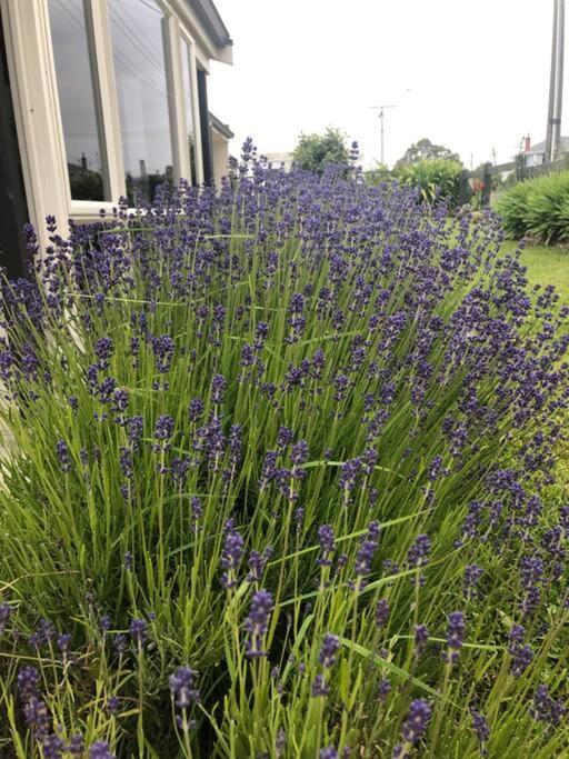 Cozy 2 Bedrooms Lavender Garden House Oamaru Eksteriør bilde